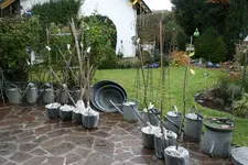 Rössiner Äpfel 0321.webp