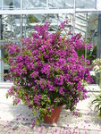 P1040864Bougainvillea.JPG