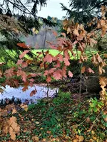 IMG_20201122_153622_3.webp