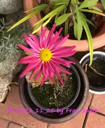 Gerbera 2021_11_25 IMG_1548.webp