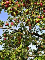 IMG_20210907_153529.webp