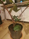 IMG_20211127_193357.jpg
