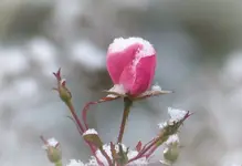 P1320123 (2).webp