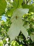 P1030606Taschentuchbaum.JPG