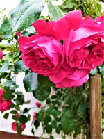 IMG_20210624_144110_1.webp