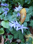 P1050836Glockenblume.JPG