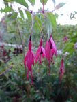 P1050837Fuchsie.JPG