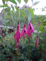 P1050837Fuchsie.JPG