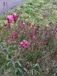 P1050838 Gaura.JPG