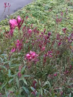 P1050838 Gaura.JPG