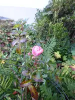 P1050841rosa Beetrose.JPG