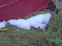 P1050843Hüttentür mit Schnee.JPG