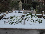 P1050848Hochbeet mit Endivien.JPG