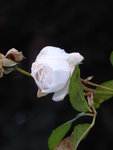 P1050853Schneewittchen.JPG