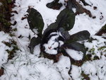 P1050855Rotkohl.JPG