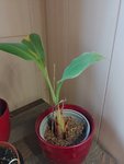 IMG_20211130_123059.jpg