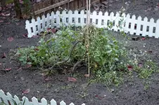 radieschen_ende.webp radieschen_ende.webp