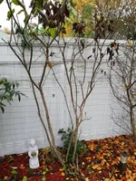 20211107 Garten - Flieder kaputt.webp
