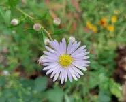 aster.webp