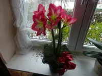 DSC02187.webp
