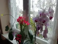 DSC02182.webp