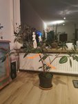 IMG_20211205_133231.jpg