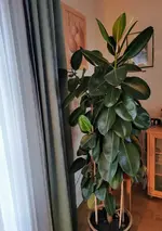 IMG_20211205_150331.webp