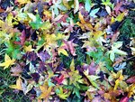 IMG_20211205_150133.jpg