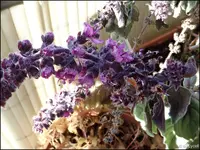 c086.webp