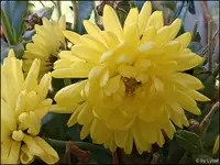 c087.webp
