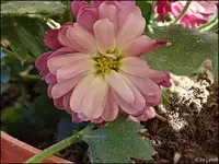 c088.webp