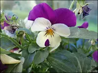 c089.webp