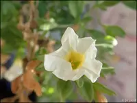 c090.webp