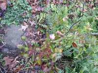P1050857Bodendeckerrose.webp