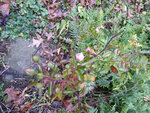 P1050857Bodendeckerrose.JPG