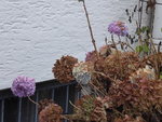 P1050859Hortensie Annabell.JPG