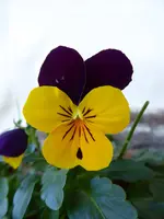 P1050865Hornveilchen.webp