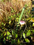 P1050868rosa Bodenedeckerrose.JPG