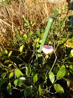 P1050868rosa Bodenedeckerrose.webp