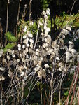 P1050876Silberling-Mondviole.JPG