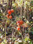 P1050878Lampionpflanzen.JPG