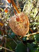 P1050879Lampionpflanzen.webp
