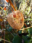 P1050879Lampionpflanzen.JPG