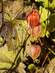 P1050880Lampionpflanzen.JPG