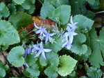 P1050889Glockenblumen.JPG