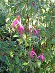 P1050890Fuchsie.JPG
