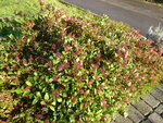 P1050891Skimmie.JPG