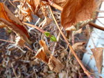 P1050892Kletterhortensie 1. Austrieb.JPG