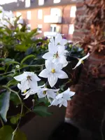 P1050894Kartoffelblume.webp