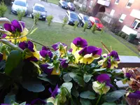 P1050895Hornveilchen.webp